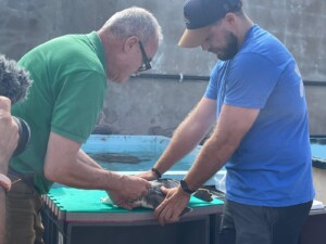 Endangered sea turtle conservation with Dingle Oceanworld and conservation partners 
