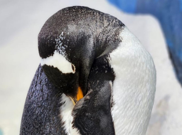 gento-penguine