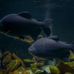 pacu-gallery1
