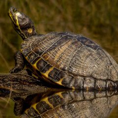 yellow-gallery2